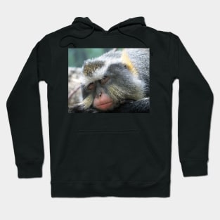 Macaque,Sleeping,Old World Monkeys Hoodie